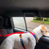 2-in-1 Doggy Seatbelt and Short Lead