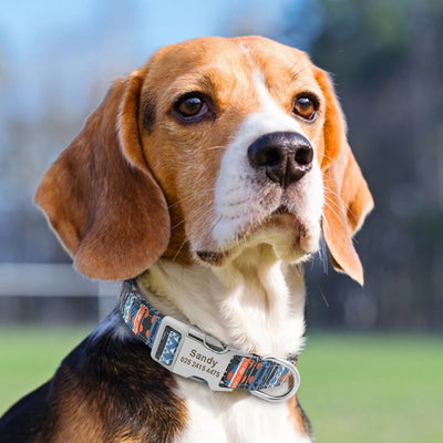 Personalised Dog Collar