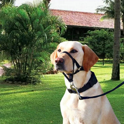 Halter Training Muzzle