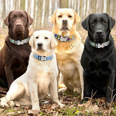 Personalised Dog Collar